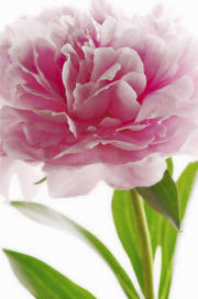 Pink Peony Wall Mural 651 by Ideal deco