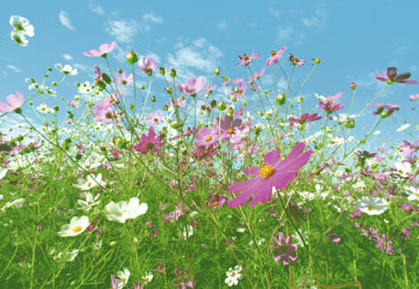 Flower Meadow Wall Mural 281