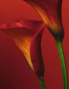 Red Calla Lilies 406 Wall Mural by Ideal Decor