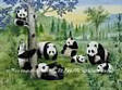Pandas PR1810 wall mural