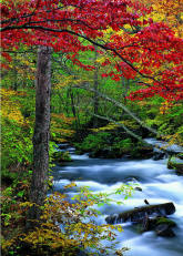 Autumn Leaves Wall Mural PR1026