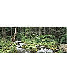 Woodland Stream wall murals