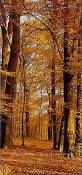 Autumn Forest 2-1001