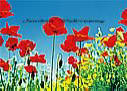 Poppy Field wall mural