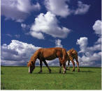 Horses on the Plain mural