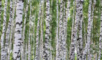 Birches mural