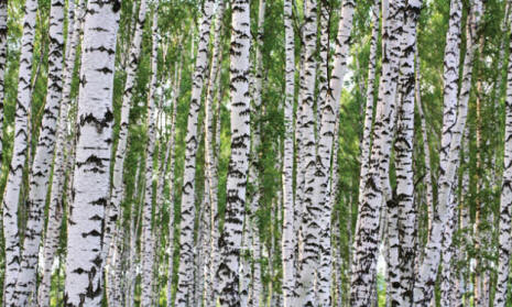 Birches Wall Mural C865