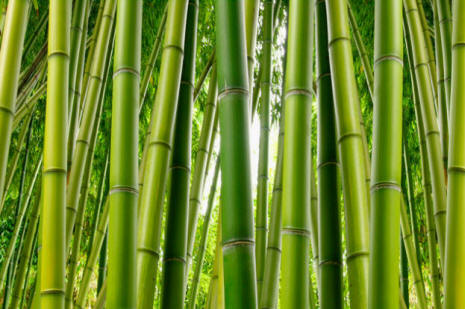 Bamboo Wall Mural C866