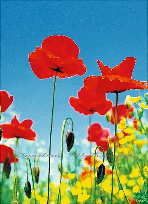 Poppy Field 371 Mural by Ideal Decor