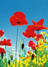 Poppy Field 371 Mural by Ideal Decor