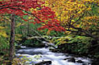 Autumn Brook