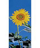 Sunflower PR1201