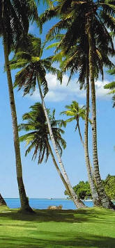 Swaying Palms