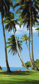 Swaying Palms Tropical Wall Mural