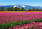 Tulips Wall Mural DM137