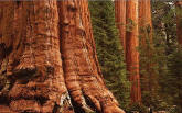 Redwoods Wall Mural UMB91025