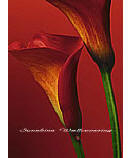 Red Calla Lilies 406 discount wall murals