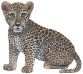 Walls of the Wild Leopard Cub