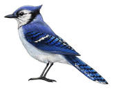 Walls of the Wild Bluejay