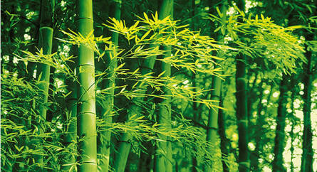 Bamboo Wall Mural 670