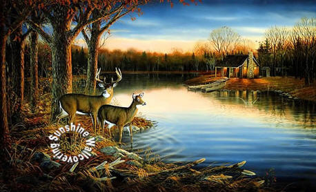 RA0169M Deer (Tranquil Evening) Wall Mural by York