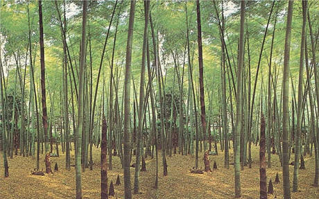 Bamboo Grove Wall Mural 
