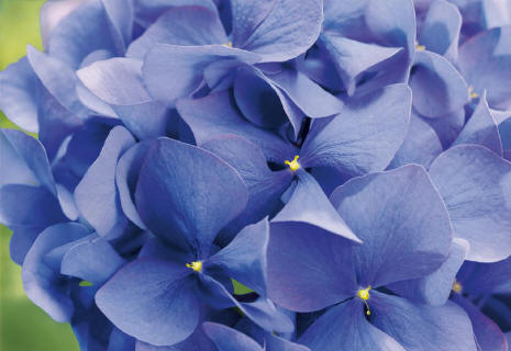 Hortensia 8-704 Wall Mural by Komar