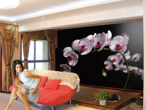 Orchid Flowers (Phalaenopsis) Wall Mural DS8117