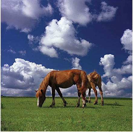 Horses on the Plain Wall Mural