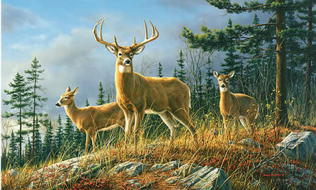 Autumn Whitetail by Environmental Graphics C858