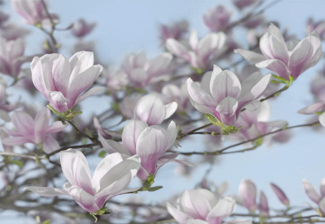 Magnolia Wall Mural 8-738