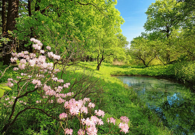 Park In The Spring Wall Mural DM136