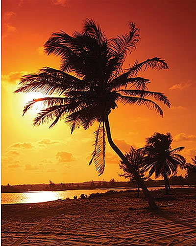 Sunset Palm Wall Mural UMB91015