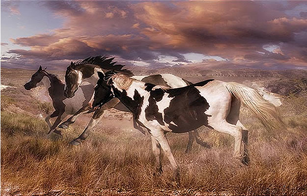 Wild Horses Mural UMB91032