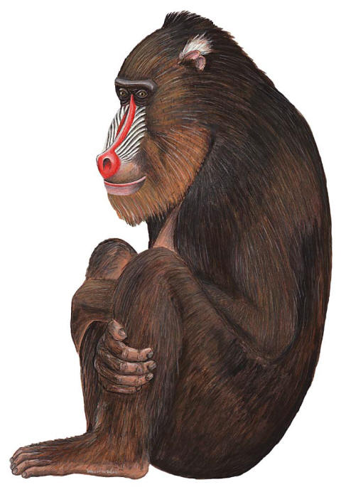 Walls of the Wild Peel & Stick Appliqué Baboon