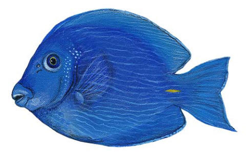 Blue Tang WALLS OF THE WILD PEEL AND STICK APPLIQUES