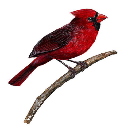  Walls of the Wild Peel & Stick Appliqué Cardinal  