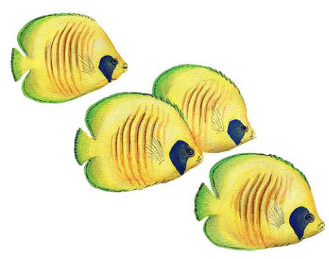 Walls of the Wild Peel & Stick Appliqué Butterfly Fish L         