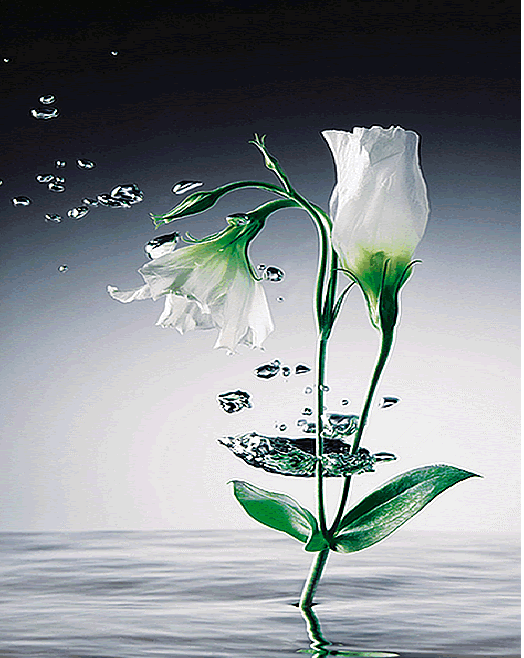 Crystal Flowers Wall Mural 673