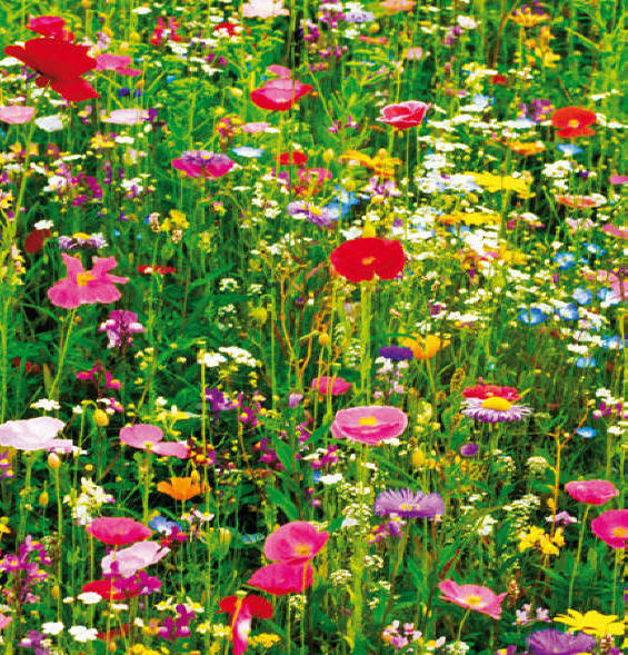 Flower Field Wall Mural 375