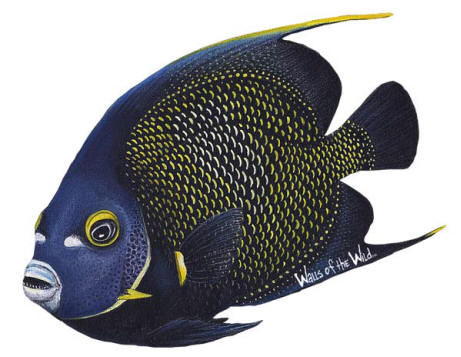 Walls of the Wild Peel & Stick Appliqué French Angelfish 