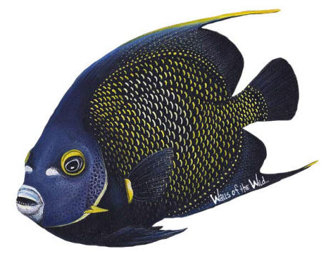 Walls of the Wild Peel & Stick Appliqu French Angelfish 