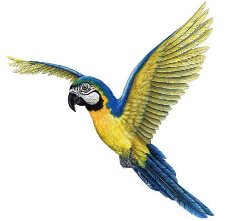 Walls of the Wild Peel & Stick Appliqu Macaw