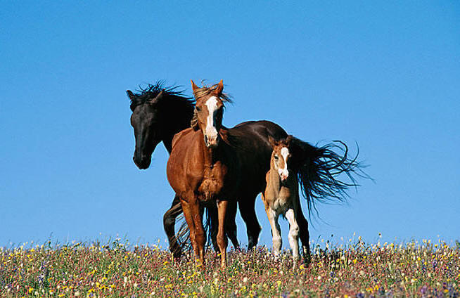 National Geographic Horse Family Mural