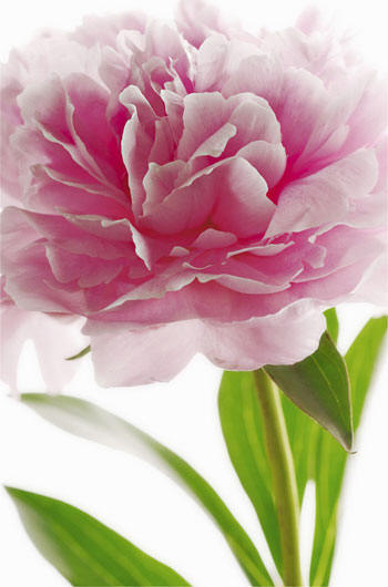 Pink Peony Wall Mural 651 by Ideal deco