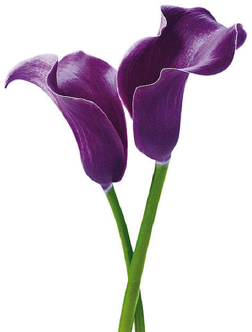 Purple Calla Lilies mural