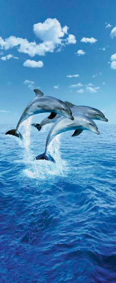 Three Dolphins 599