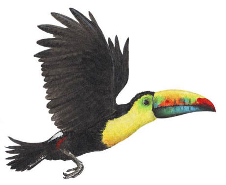 Walls of the Wild Peel & Stick Appliqu Toucan