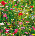 Flower Field wall mural