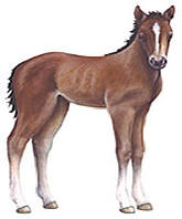 Walls of the Wild Foal
